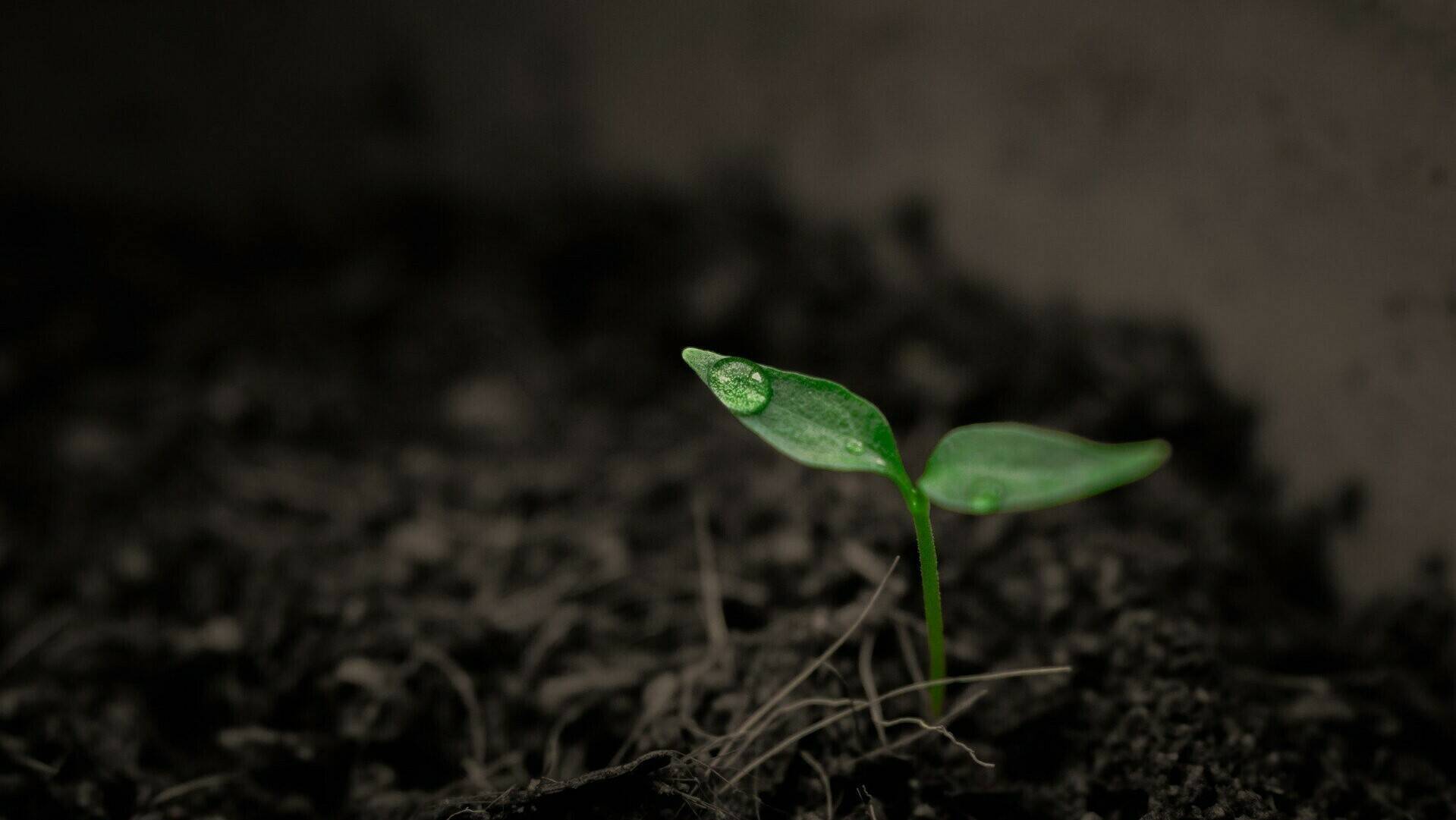 4-soil (2)